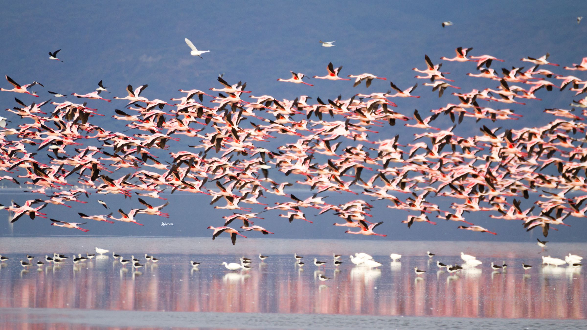 The flamingos of Lake Natron, and why the lake is red