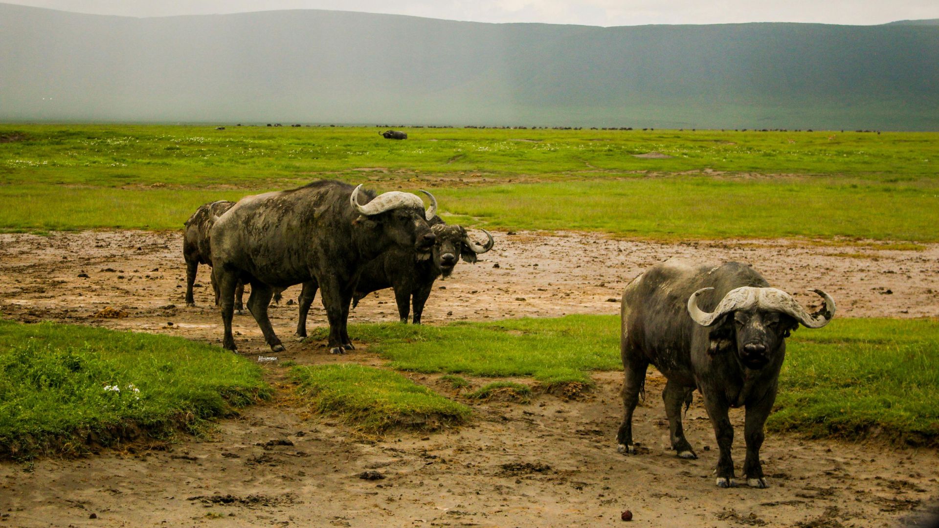 The Ngorongoro Crater: six hours, planned properly