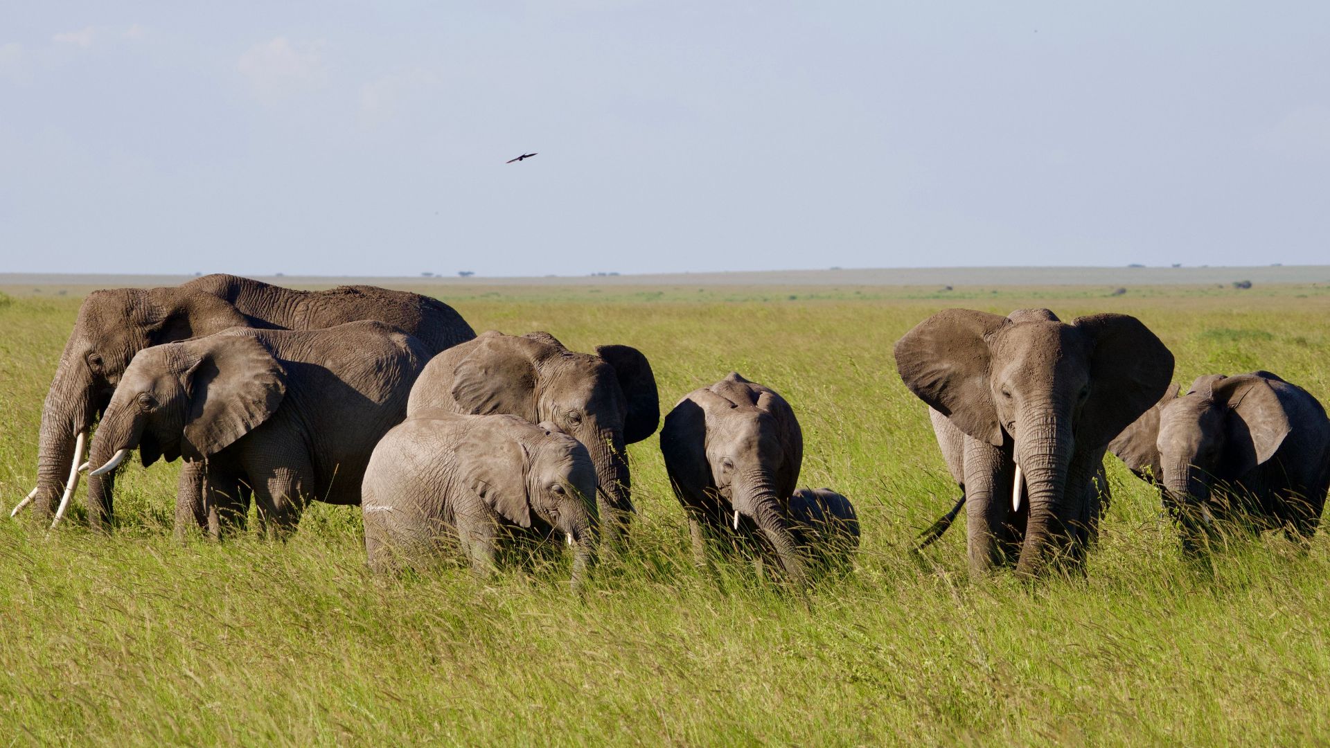 Tarangire: when to go, and what you will actually see