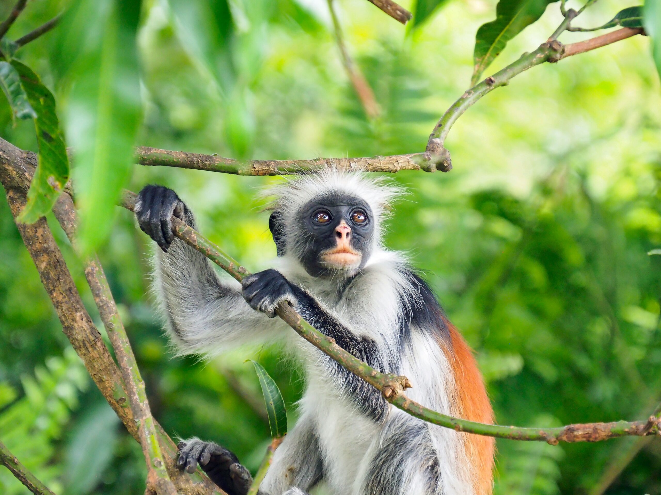 Jozani Forest and the Zanzibar red colobus
