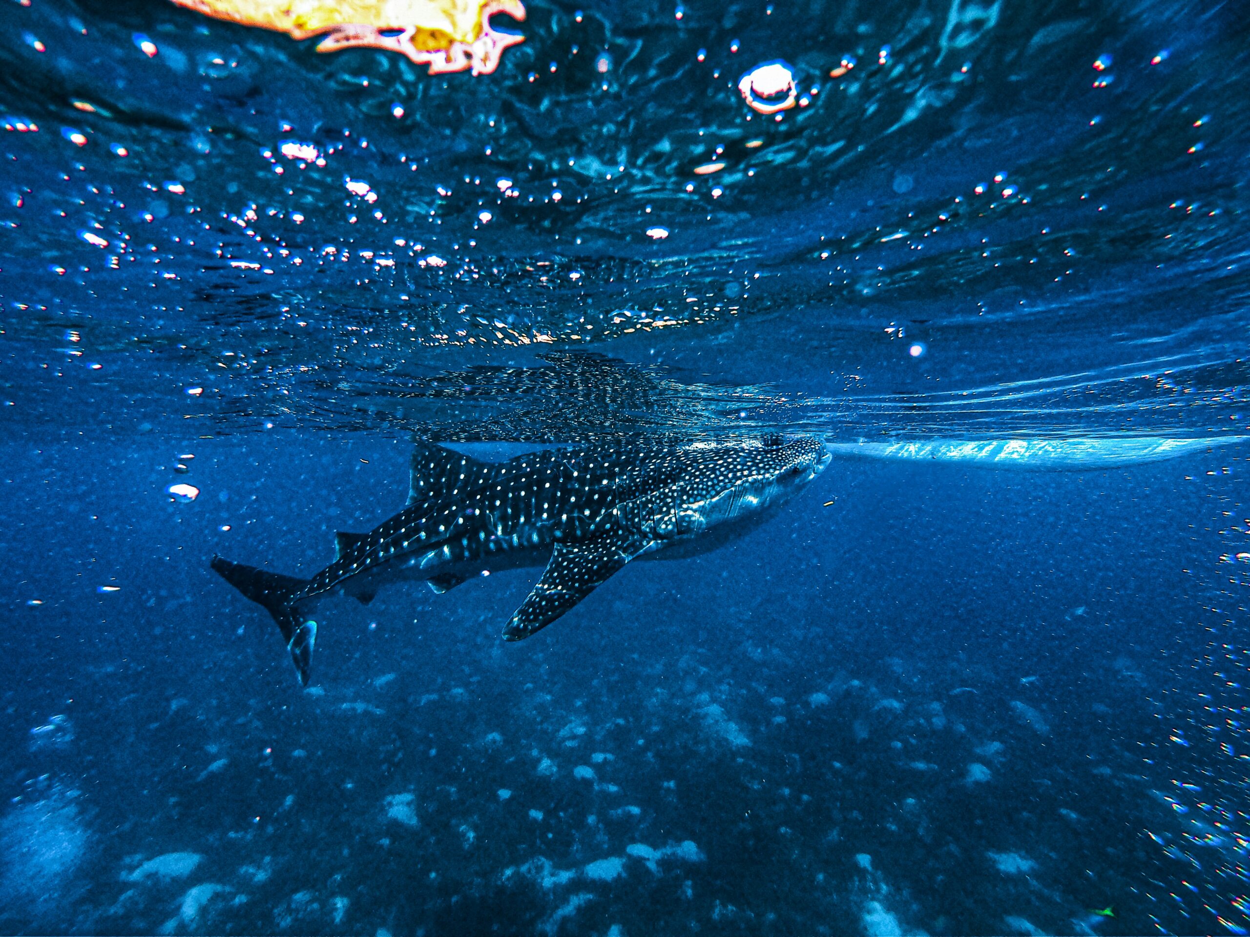 Mafia Island and whale shark season