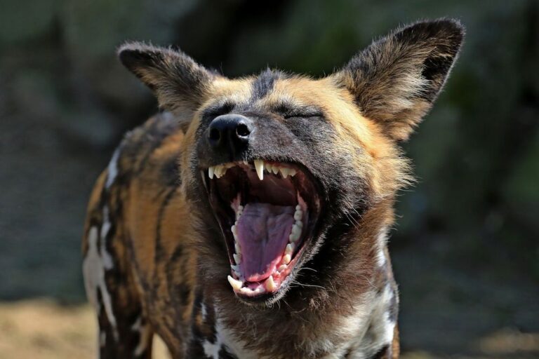 large_African_Wild_dogs_c47a4ac6bb
