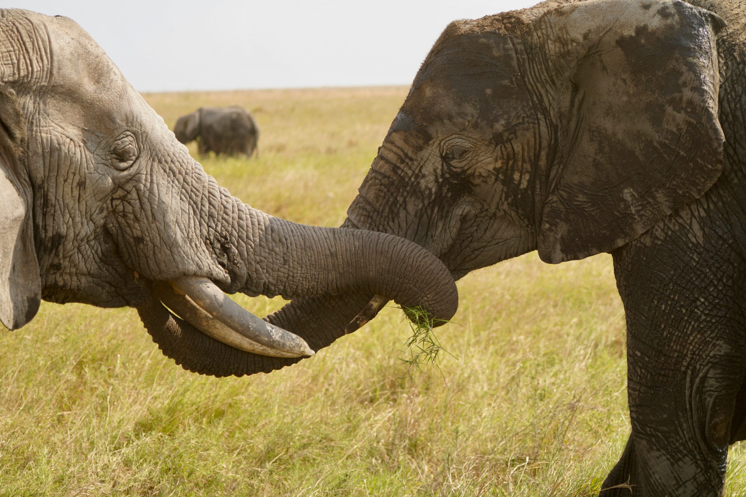 Why we put Tarangire first and Ngorongoro last