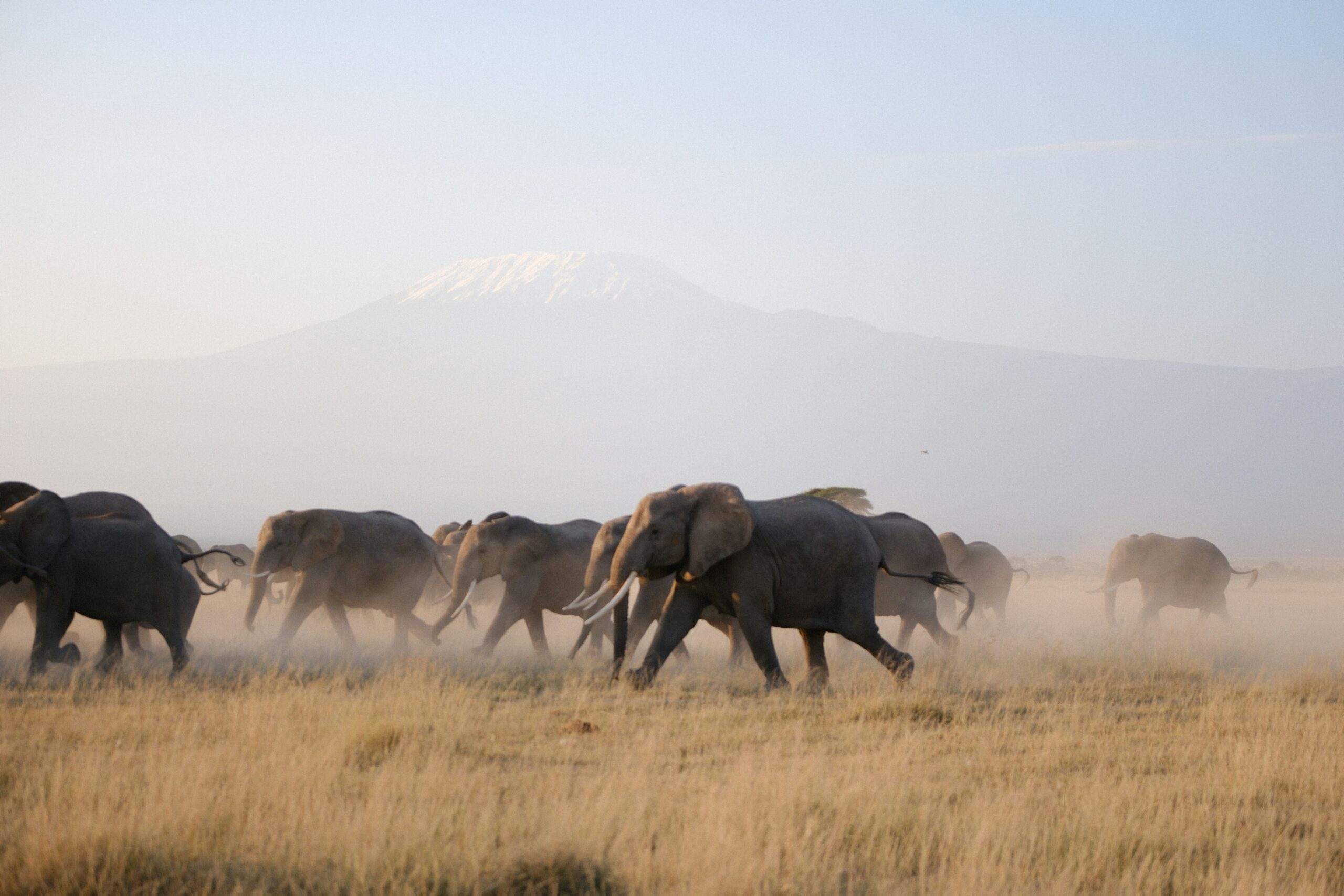 Climbing and going on safari in one trip: how to sequence it
