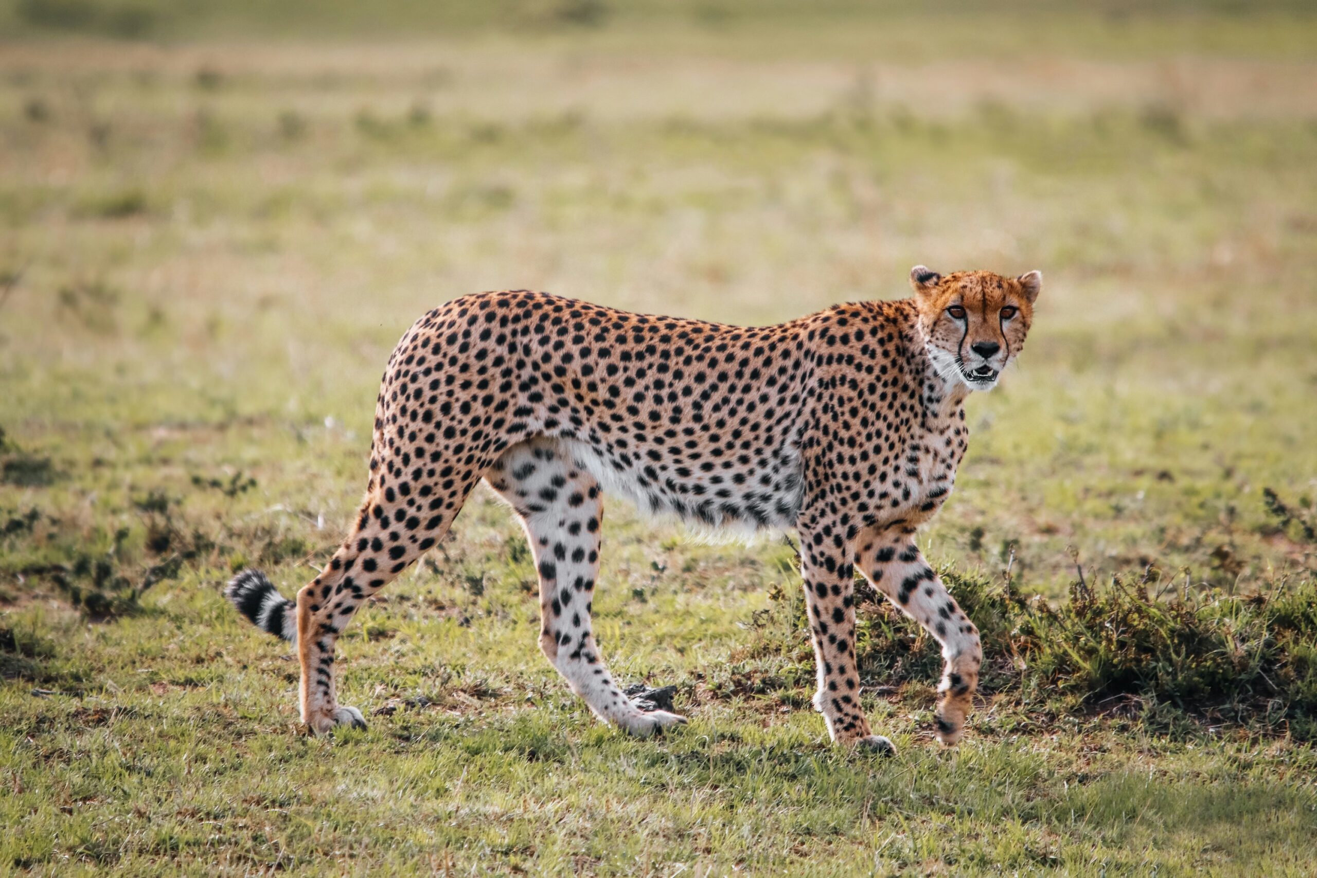 Where to see cheetahs in Tanzania
