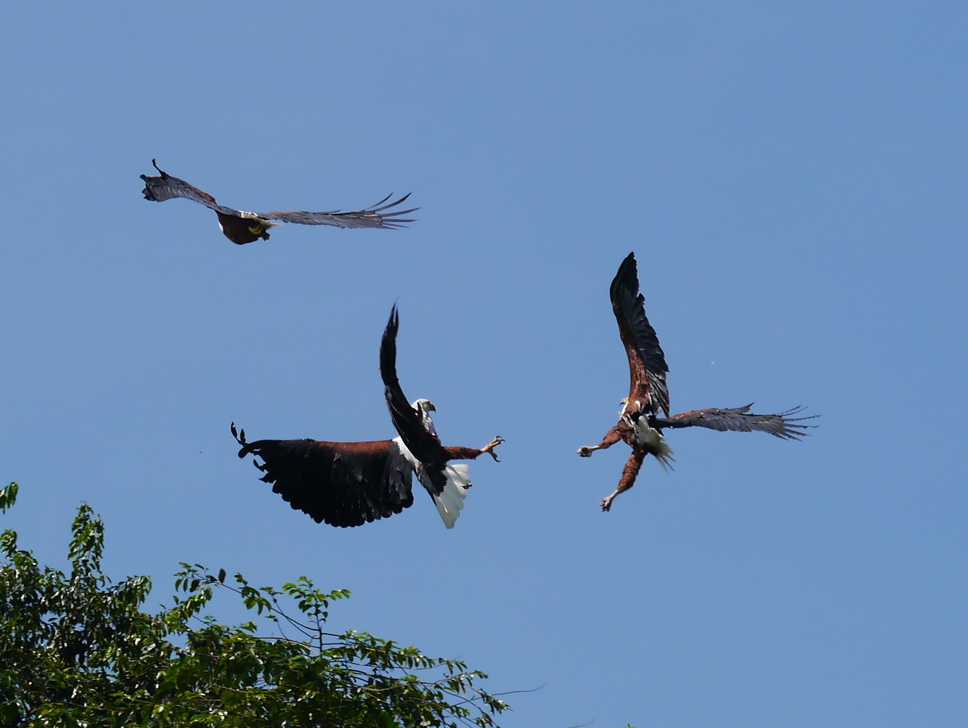 The African Fish Eagle: Tanzania’s Iconic Lakeside Hunter