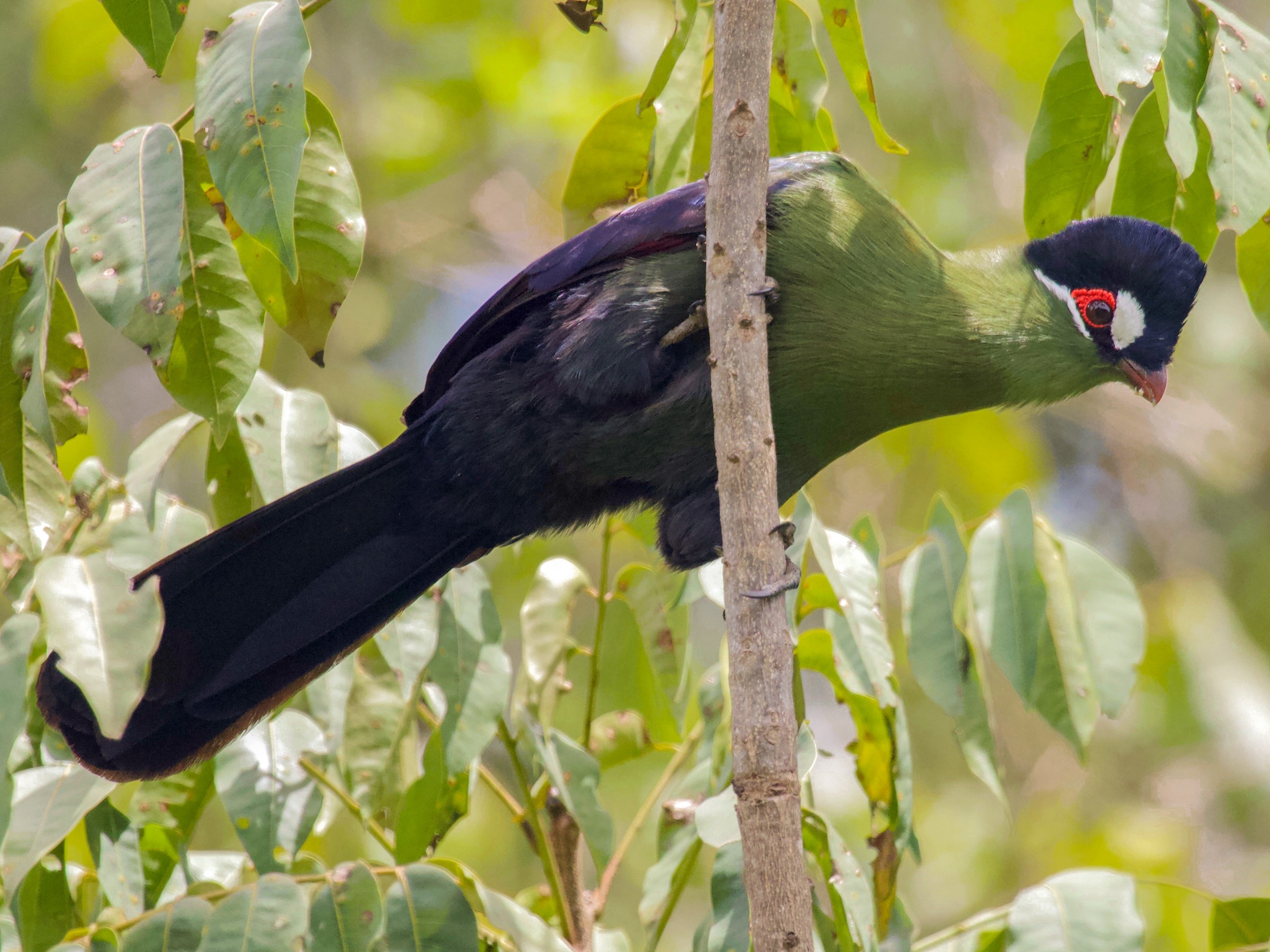 Hartlaub’s Turaco: A Beautiful Forest Bird of East Africa