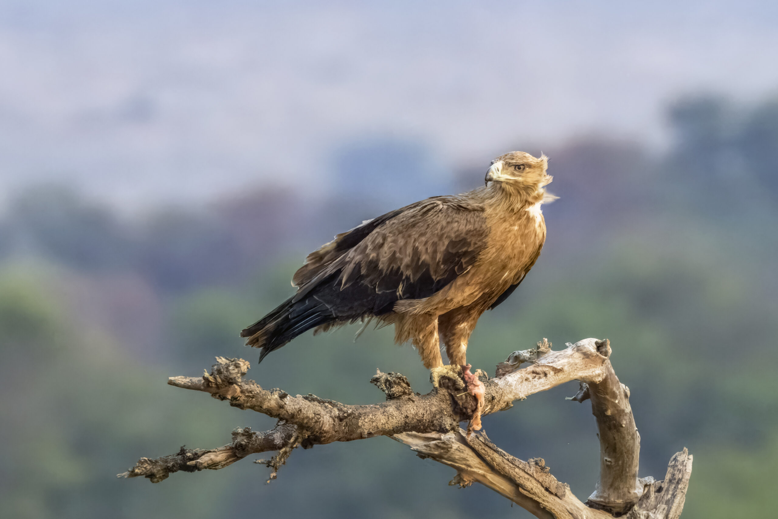 The Tawny Eagle: Understanding Tanzania’s Savannah Eagle