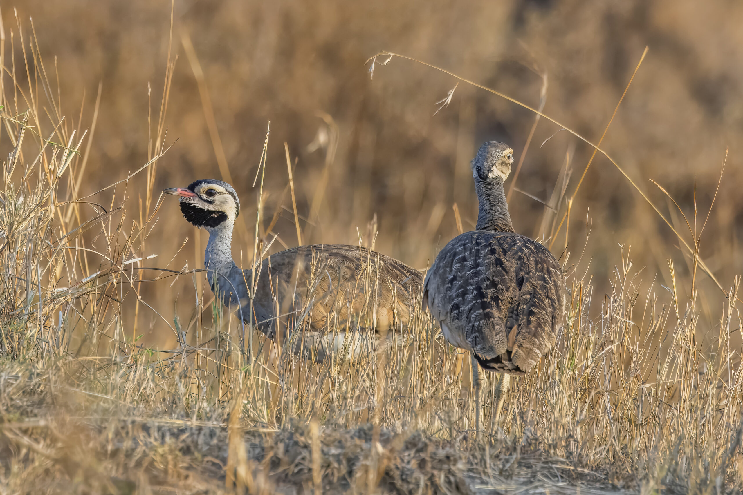 The White-Bellied Bustard: Discovering Tanzania’s Grassland Birdlife