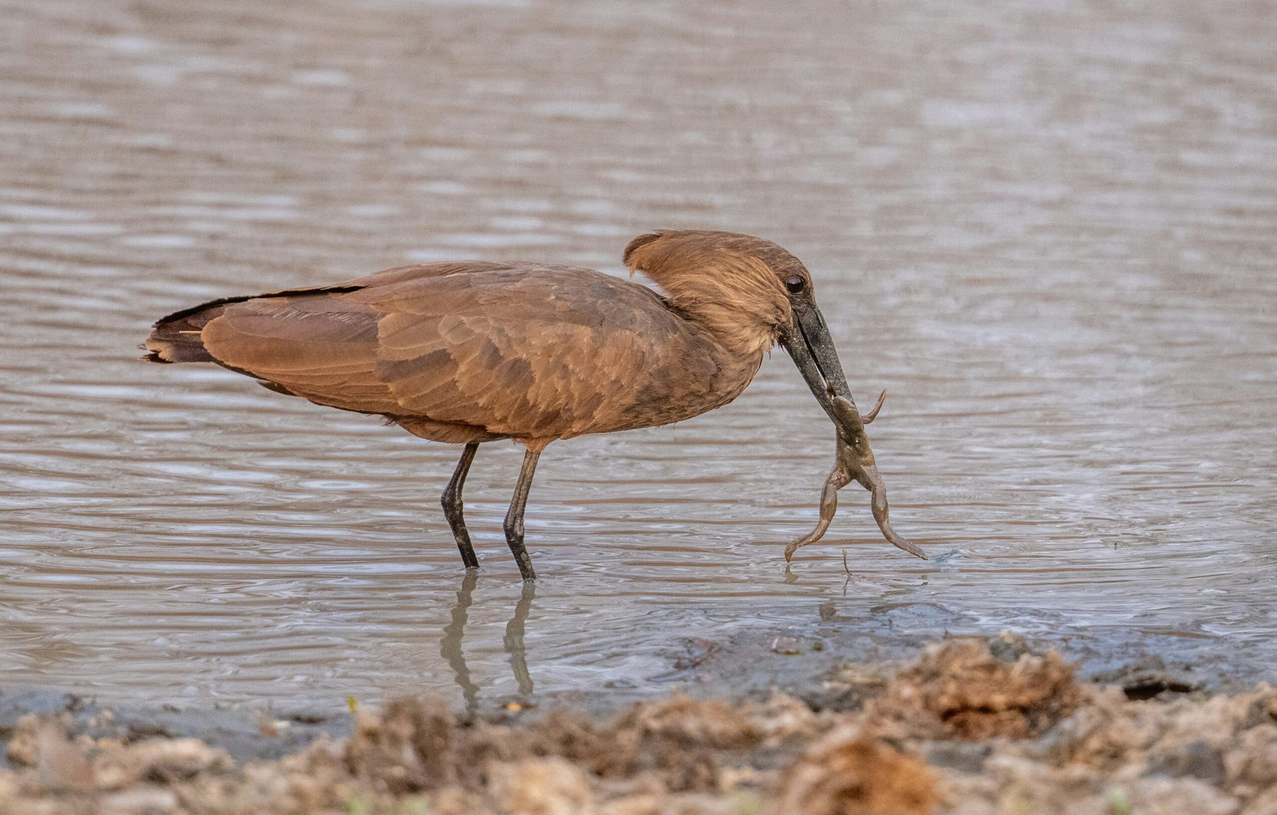 The Hamerkop: Tanzania’s Unusual Bird with a Hammer-Shaped Head