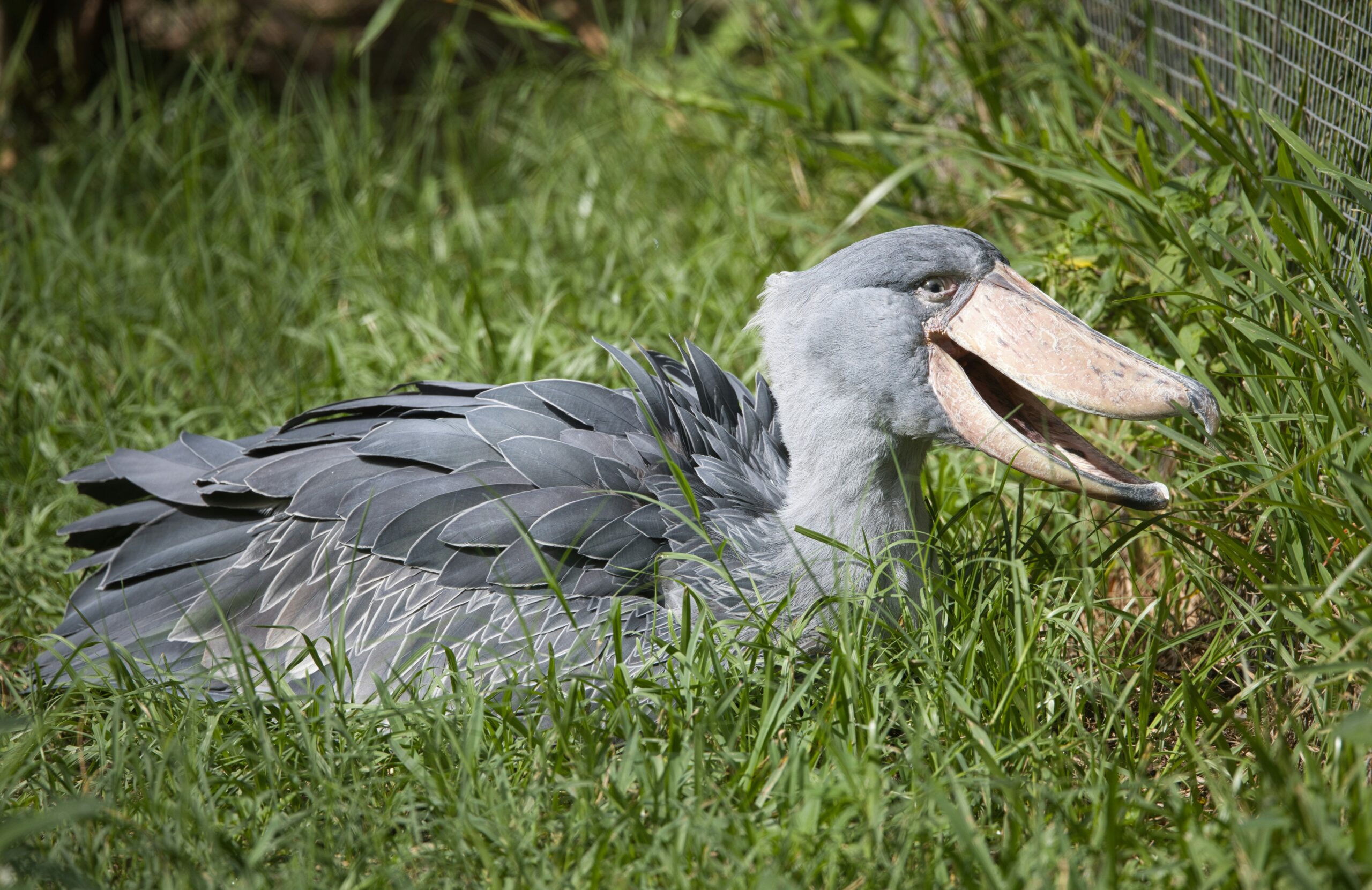 The Shoebill: Tanzania’s Remarkable Wetland Giant