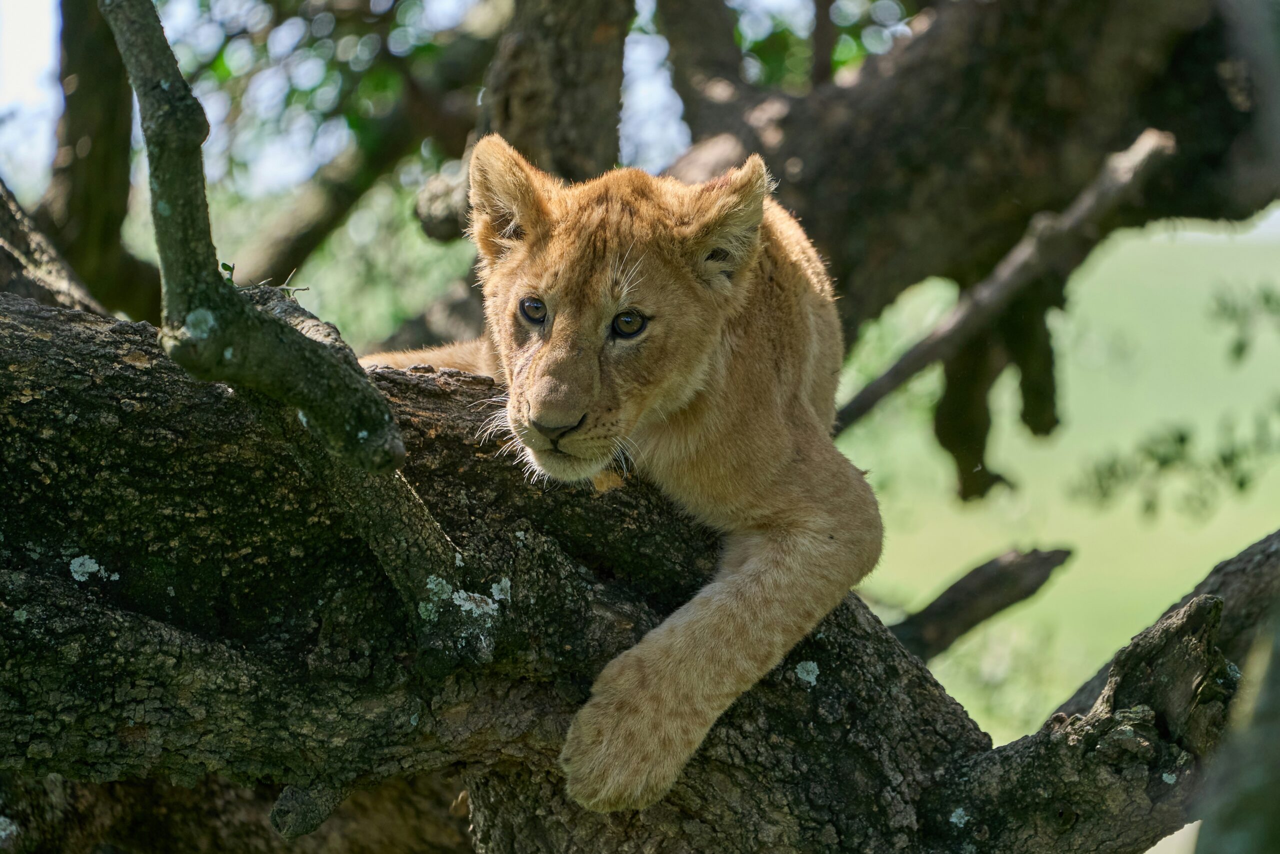 Tanzania’s tree-climbing lions: Lake Manyara and Tarangire