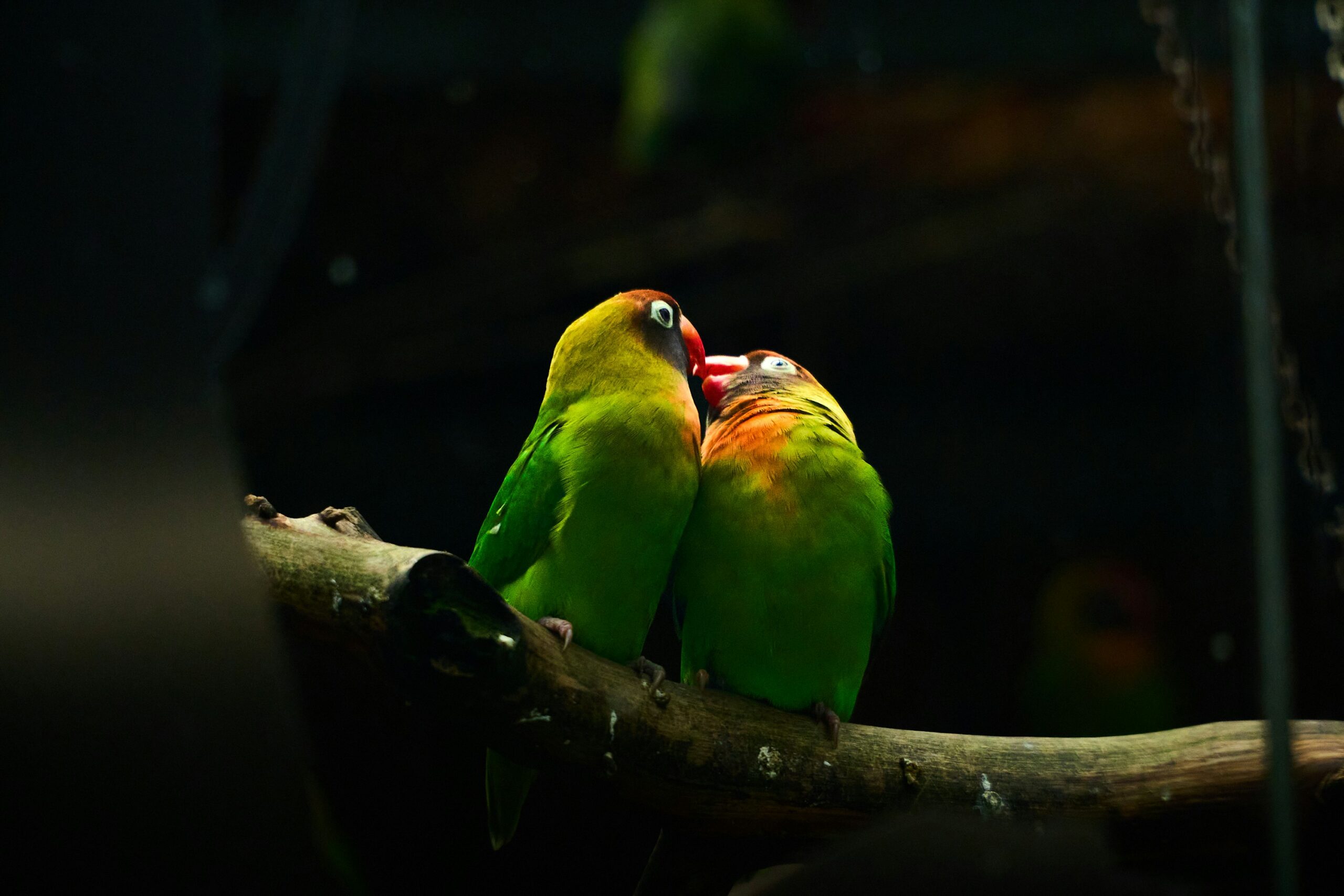 The Yellow-Collared Lovebird: A Small Parrot with a Big Personality