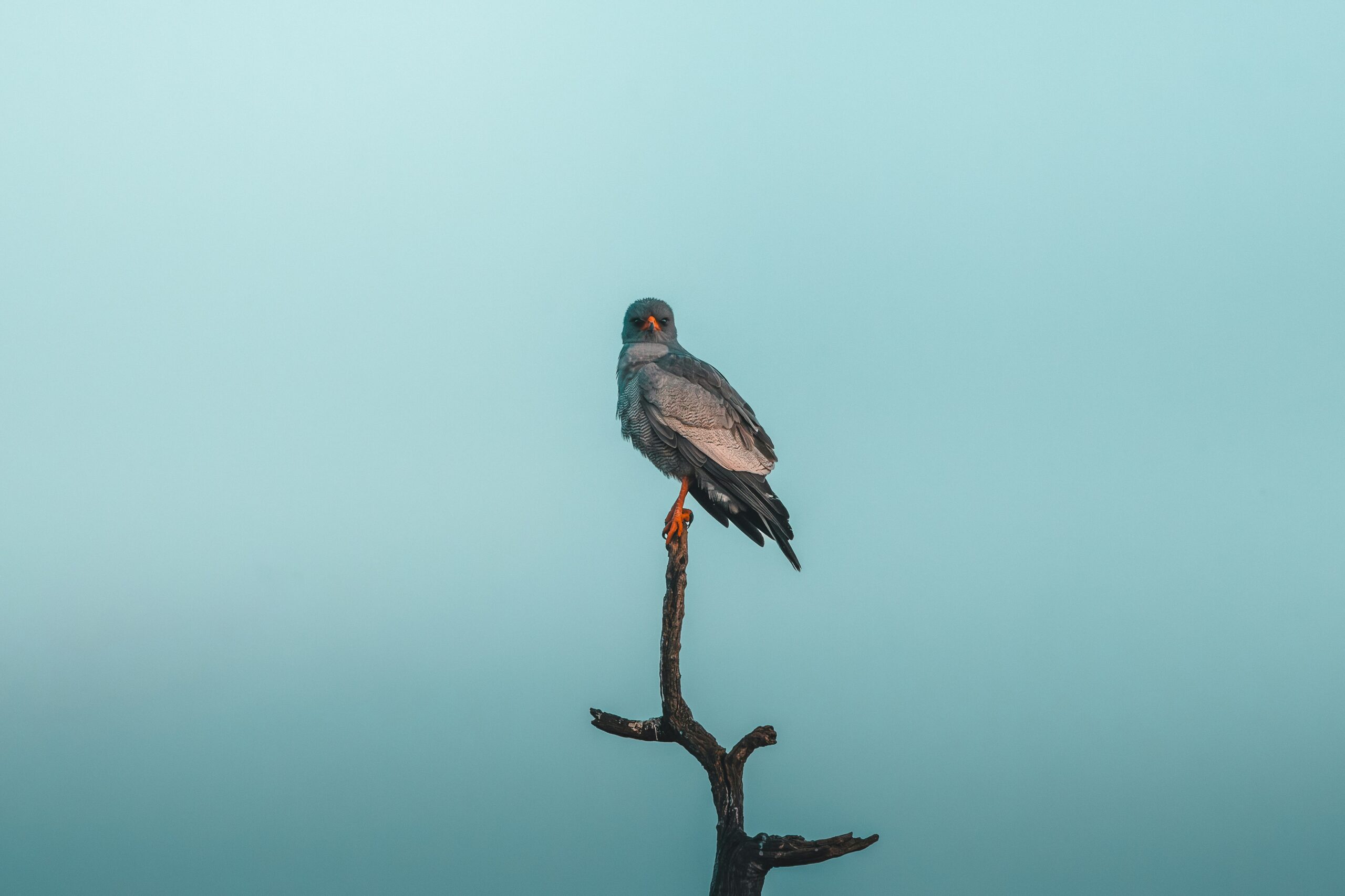 The African Goshawk: A Forest Hunter of Tanzania