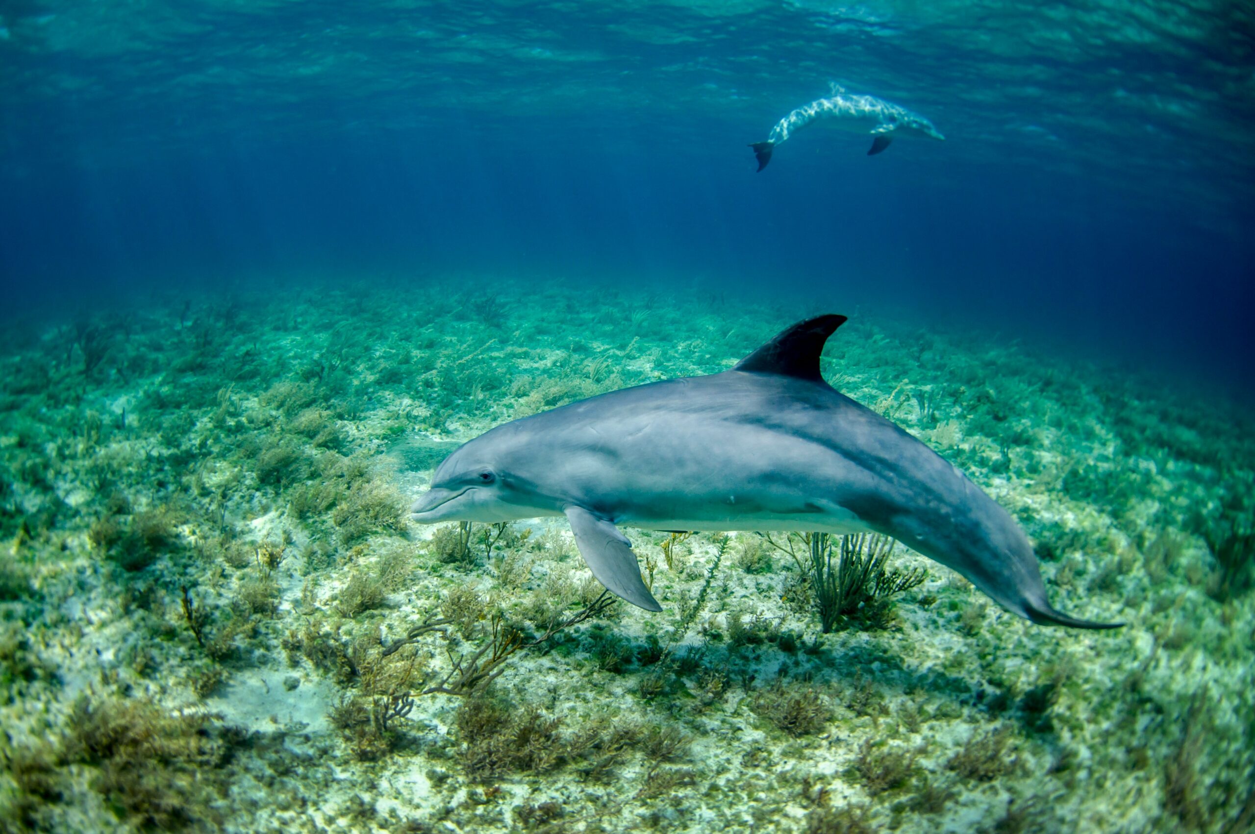 Dolphin experiences in Zanzibar: what travellers should know